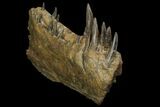 Xiphactinus Lower Jaws - All Original Teeth! #143495-6